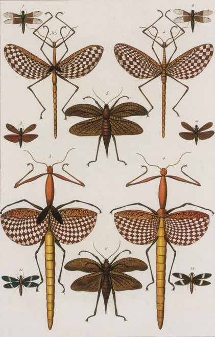 Insects, Seba's Thesaurus, 1734 Poster Print by Science Source - Item # VARSCIBW7019