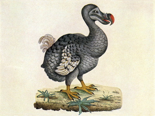 Raphus cucullatus, Extinct Dodo Bird Poster Print by Science Source