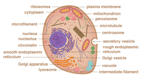 Animal Cell, Illustration Poster Print by Gwen Shockey/Science Source - Item # VARSCIJA0537
