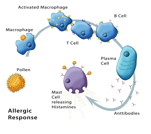 Allergic Response, Illustration Poster Print by Monica Schroeder/Science Source