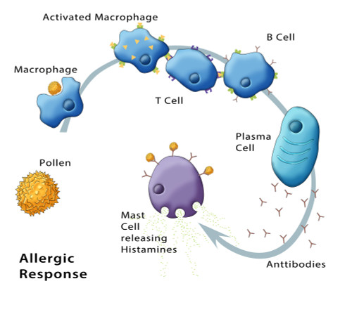 Allergic Response, Illustration Poster Print by Monica Schroeder/Science Source - Item # VARSCIJC2553