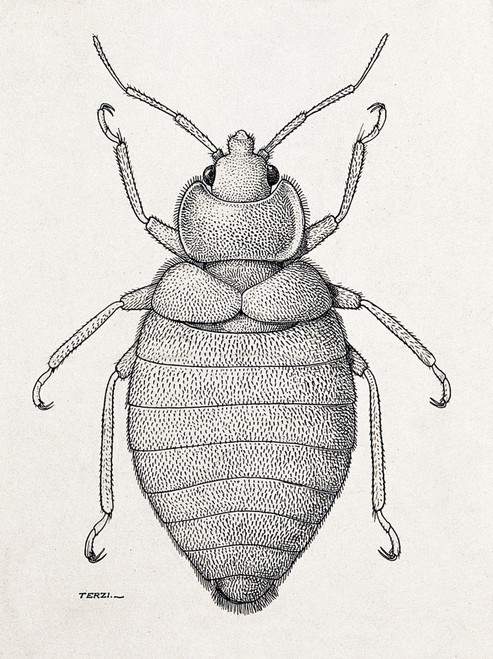 Male Tropical Bedbug, Cimex hemipterus Poster Print by Science Source