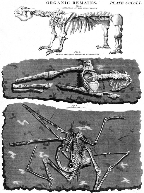 Megatherium, Human, and Bird Skeletons, 1800s Poster Print by Science Source - Item # VARSCIJB7457