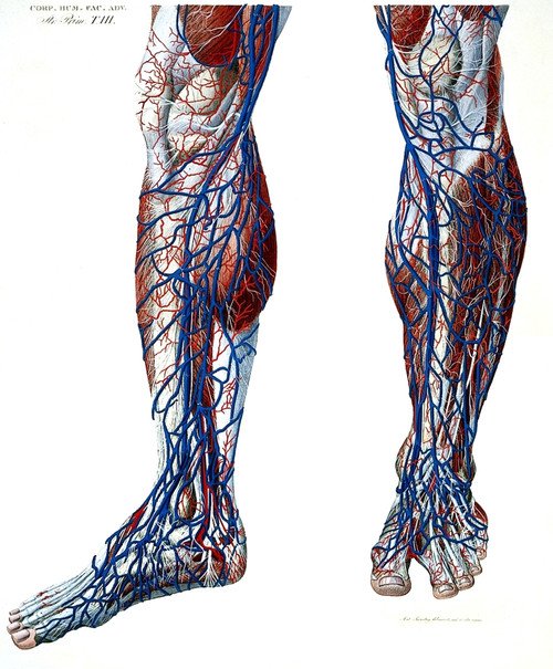 Leg Blood Vessels, Anatomical Illustration Poster Print by Science Source - Item # VARSCIJB5400