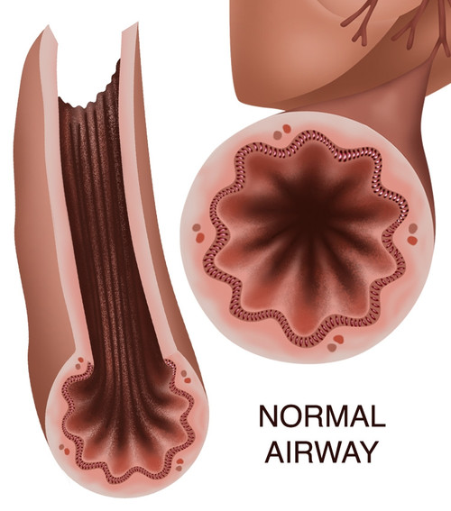 Healthy Normal Airway, Illustration Poster Print by Gwen Shockey/Science Source - Item # VARSCIJA0503