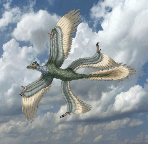 Microraptor Poster Print by Spencer Sutton/Science Source - Item # VARSCIBU0958