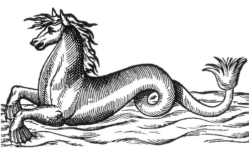 Sea Horse, 16th Century Poster Print by Science Source - Item # VARSCI9N3043