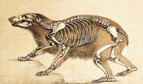 Skeleton of Bear, 1860 Poster Print by Science Source - Item # VARSCIJB6783