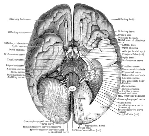 Undersurface of the Brain Poster Print by Science Source - Item # VARSCIBS4903