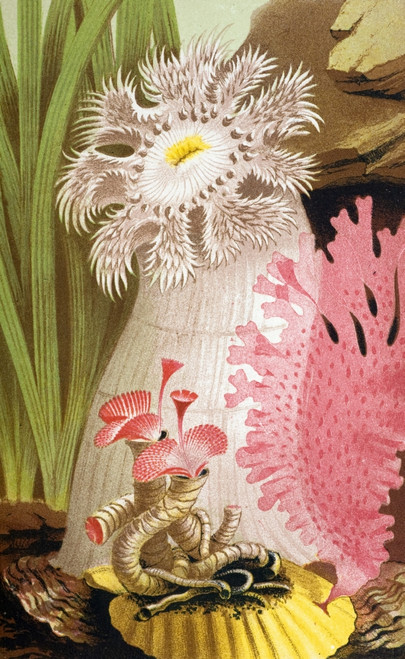 Plumose Sea Anemone Poster Print by Science Source - Item # VARSCIJC1101