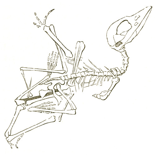 Pterodactyl Fossil Poster Print by Science Source - Item # VARSCI9N3154