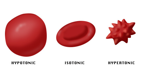 Osmotic Pressure on Blood Cells Poster Print by Monica Schroeder/Science Source - Item # VARSCIBS1969