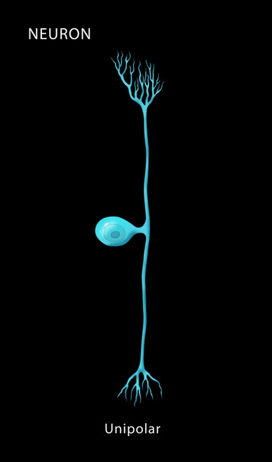Unipolar Neuron Poster Print by Monica Schroeder/Science Source - Item # VARSCIJC2576