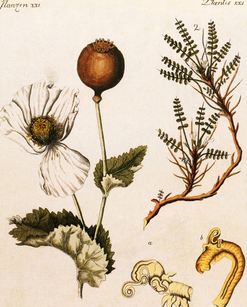 Opium Poppy Poster Print by Science Source - Item # VARSCIBV5467