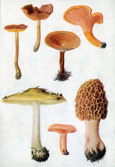 Fungi, Mushrooms Poster Print by Science Source - Item # VARSCIJC1082