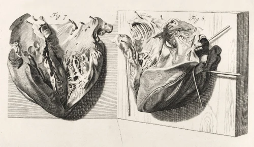 Heart Anatomy, Illustration, 1739 Poster Print by Science Source