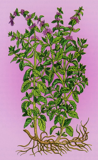 Pennyroyal, Alchemy Plant Poster Print by Science Source - Item # VARSCIBQ9809