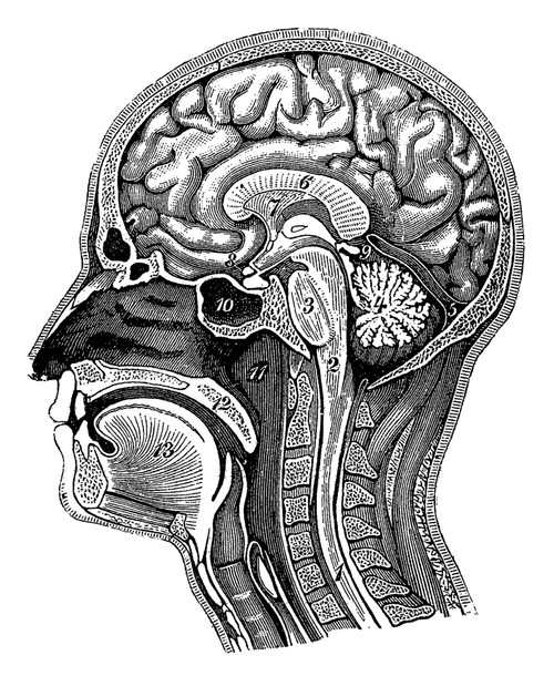 Head and Brain Anatomy Poster Print by Science Source
