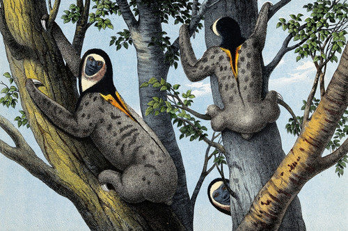 Yellow-Throated Sloths in Trees Poster Print by Science Source - Item # VARSCIJB5414