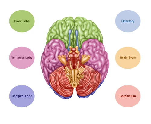 Brain Anatomy, Inferior View, Illustration Poster Print by Gwen Shockey/Science Source