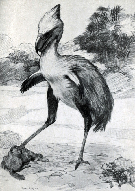 Phorusrhacos longissimu, Flightless Bird Poster Print by Science Source