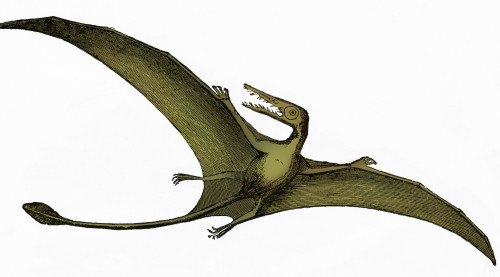 Pterodactyl, Extinct Flying Reptile Poster Print by Science Source - Item # VARSCIBP3376