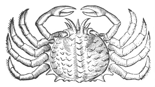 Sea Crab, 16th Century Poster Print by Science Source - Item # VARSCI9N3053