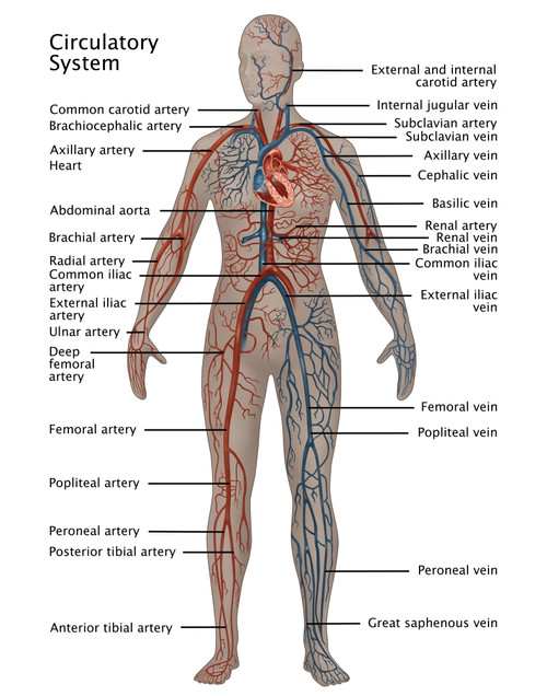 Female Circulatory System Poster Print by Gwen Shockey/Science Source