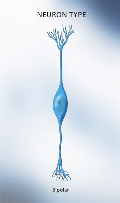 Bipolar Neuron, Illustration Poster Print by Monica Schroeder/Science Source - Item # VARSCIJC0751
