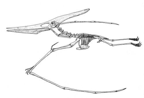 Pteranodon, Cretaceous Flying Reptile Poster Print by Science Source - Item # VARSCIBX3736