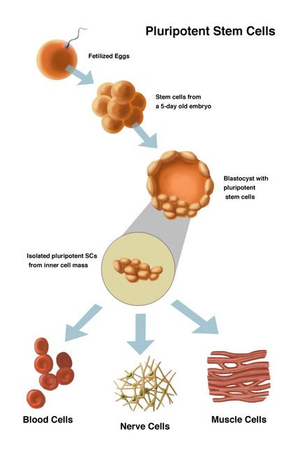Potential Use for Stem Cells Poster Print by Spencer Sutton/Science Source - Item # VARSCIBY8022