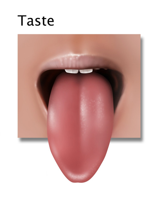 Taste, Illustration Poster Print by Gwen Shockey/Science Source