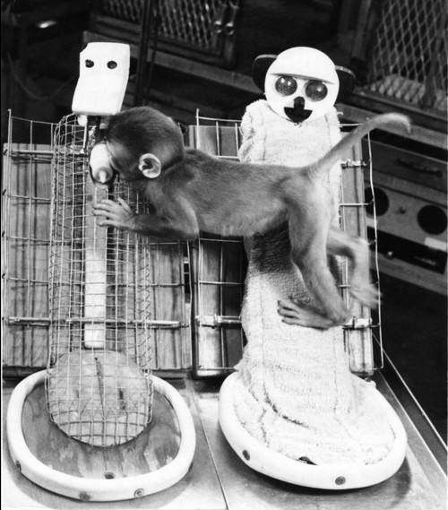 Animal Testing, Maternal Deprivation Poster Print by Science Source - Item # VARSCI9N1896