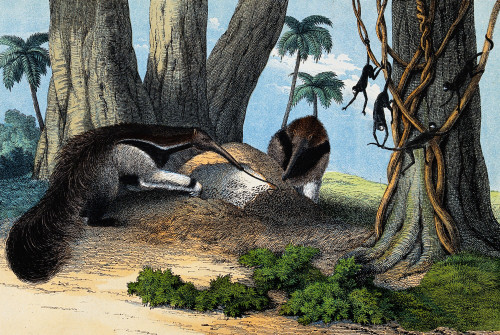 Two Giant Anteaters Feeding on Termites Poster Print by Science Source - Item # VARSCIJB5415