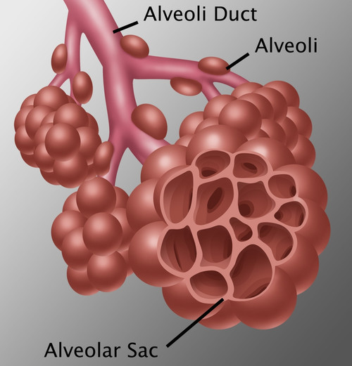 Alveoli Poster Print by Gwen Shockey/Science Source - Item # VARSCIBZ3638