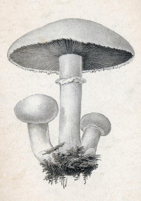 Fungi, Common Field Mushroom Poster Print by Science Source - Item # VARSCIJC1077