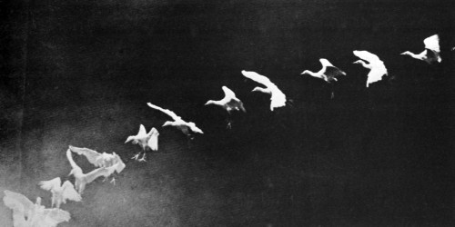 Flying Heron, 1886 Poster Print by Science Source - Item # VARSCIBX4940