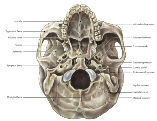 Skull Poster Print by Evan Oto/Science Source - Item # VARSCIBV8996