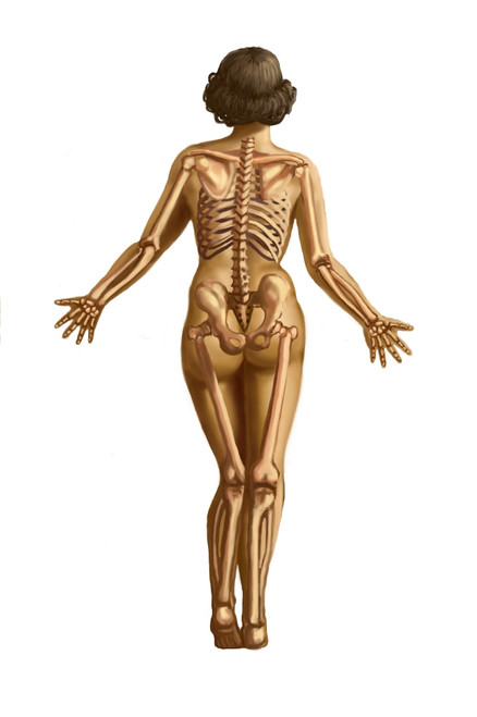 Human Skeletal System Poster Print by Spencer Sutton/Science Source