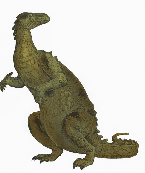 Iguanodon, Mesozoic Dinosaur Poster Print by Science Source - Item # VARSCIBP3375