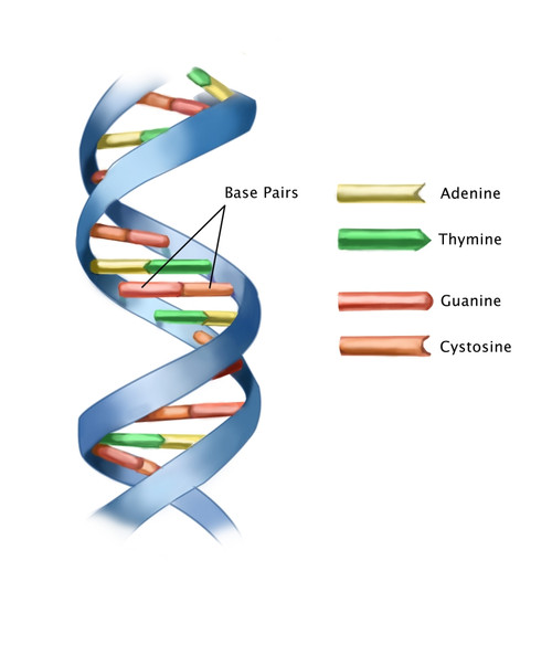 DNA Poster Print by Spencer Sutton/Science Source - Item # VARSCIBY1215