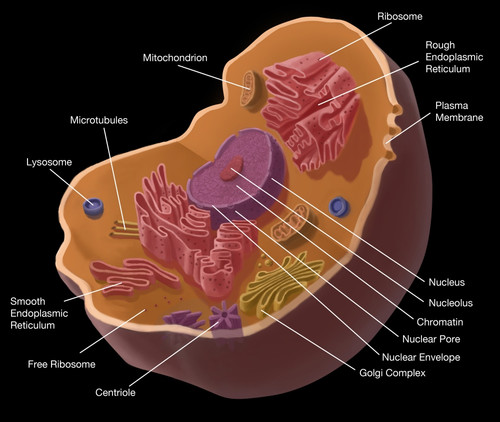 Animal Cell Poster Print by Spencer Sutton/Science Source