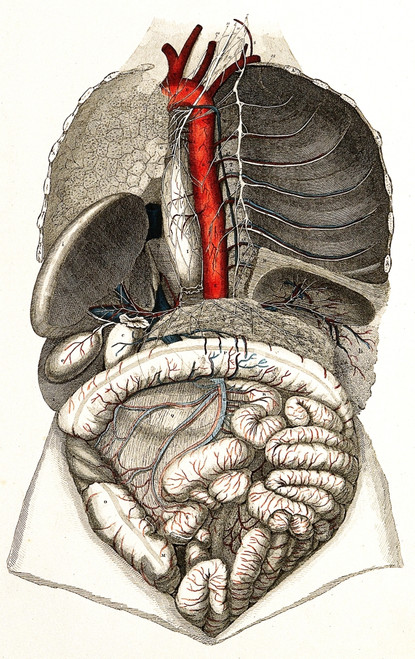 Trachea and Lungs, lllustration Poster Print by Science Source - Item # VARSCIJB6889