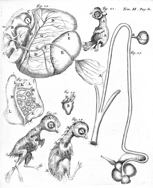 Chick Embryology, Malpighi, 1687 Poster Print by Science Source