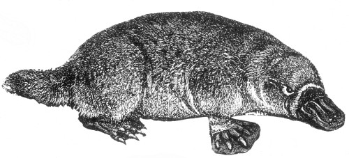 Duck-Billed Platypus Poster Print by Science Source - Item # VARSCIJC1073