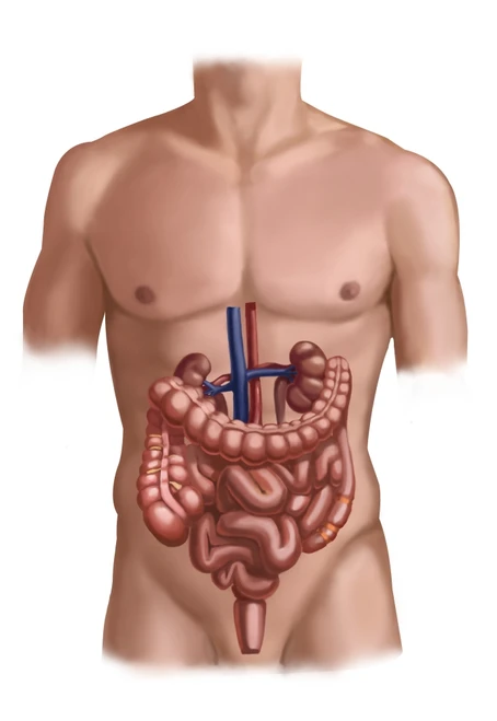 Digestive and Renal Systems Poster Print by Spencer Sutton/Science Source