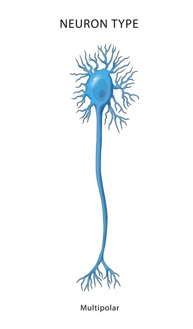 Multipolar Neuron, Illustration Poster Print by Monica Schroeder/Science Source - Item # VARSCIJC0744