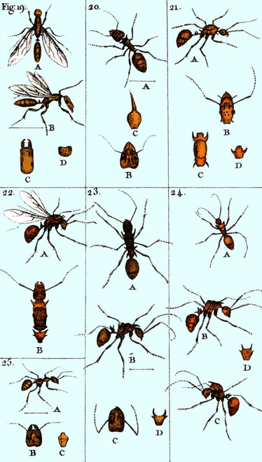 Natural History of Ants, 1802 Poster Print by Science Source - Item # VARSCIJA1127
