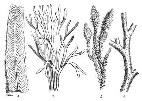 Silurian Plants Poster Print by Science Source - Item # VARSCI9N3107