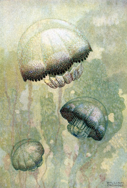 Jellyfish Poster Print by Science Source - Item # VARSCIJC1117